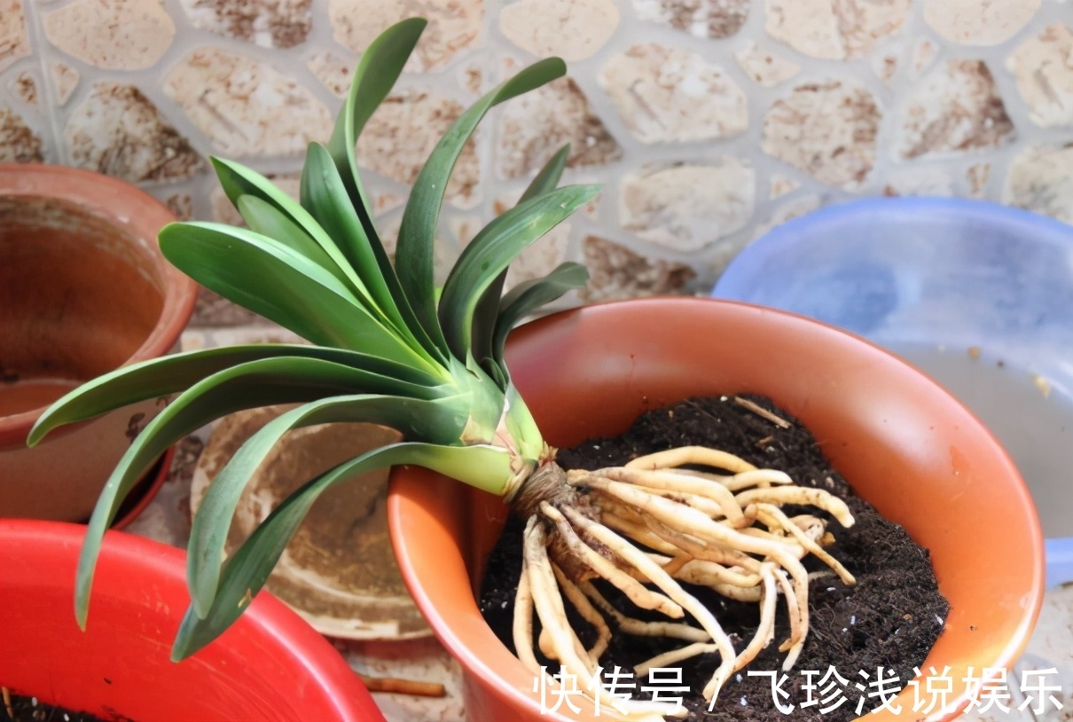 君子兰换盆要选对时间，最佳时期是现在，要掌握技巧，别盲目操作