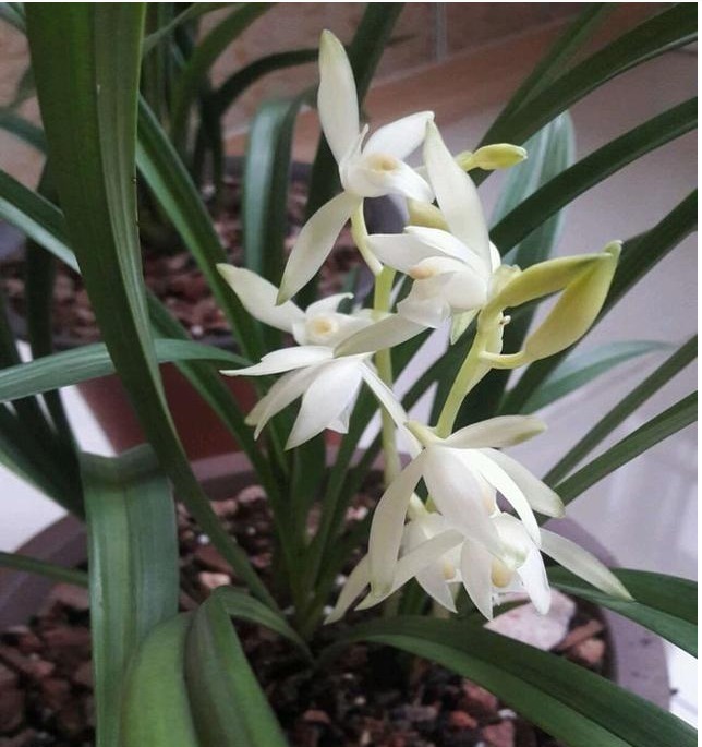 以下“2种”药,对于养兰花的人来说,是不可多得的好“肥”