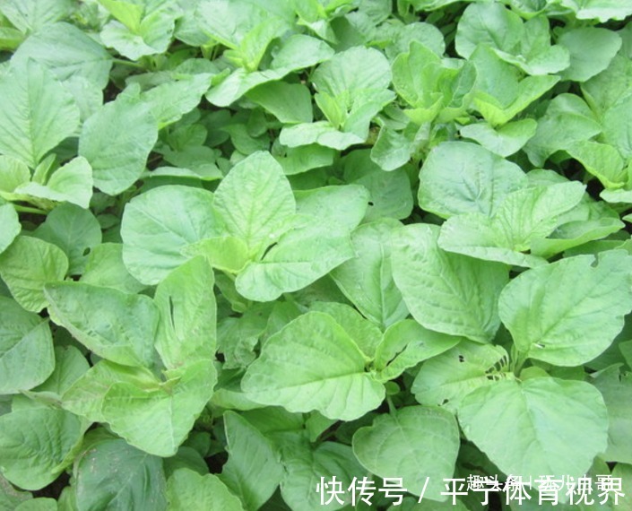 虫哥|苋菜清热排毒,减肥清身,掌握三个品种属性,种出绿色健康的苋菜