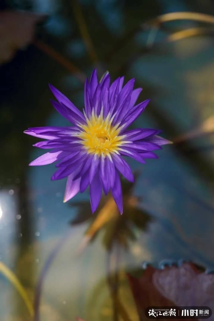 三潭印月|美炸了!三潭印月睡莲中的“大姐大”王莲,开了今年的第一朵花