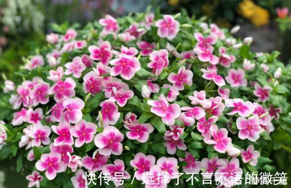 石竹花|7种“省心花”,耐阴、耐旱,不招虫、生病少,还特爱开花