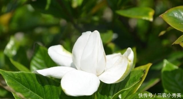 栀子花|栀子花养了好几年就是不开花, 做足这两点, 年年都爆盆