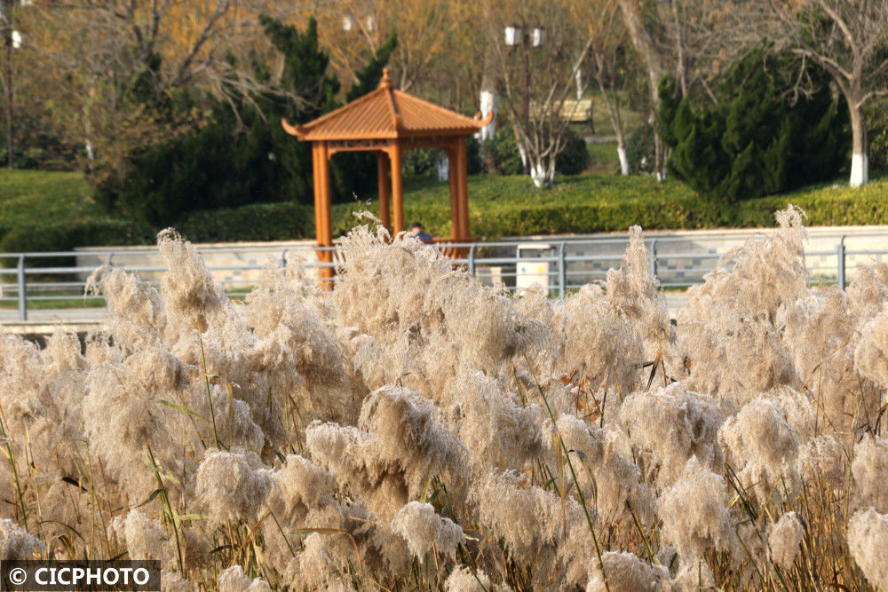 蓬莱区|山东烟台：冬日芦花美