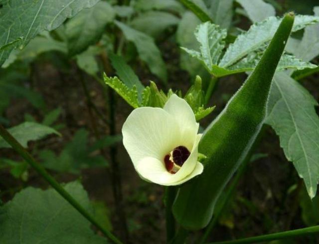 犯愁养花还是种菜别选了,种植8种蔬菜盆栽看着五颜六色