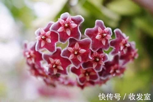 鸡蛋壳养花加点它,用来浇花,叶子油亮有光泽!