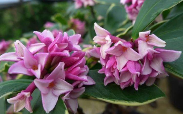 养此几款花卉，好养又漂亮，懒人新手都能养得好