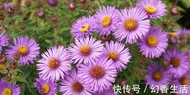 中医药|一味止咳化痰的良药，能入肺降气，新久咳嗽，皆可用之