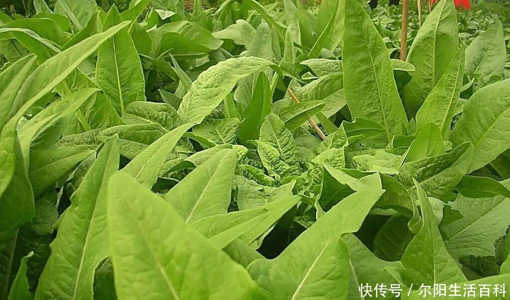 答案|生菜油麦菜什么时候种合适?答案来了