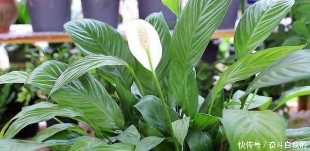 这5种花,最怕晒太阳,不遮阴容易黄叶枯萎!