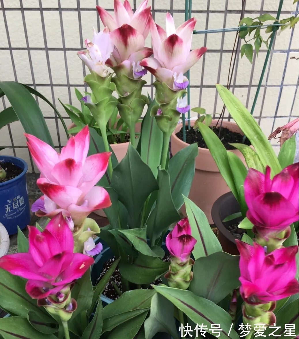 荷花|一块“大生姜”,开满粉荷花,家里养一盆,仙气飘飘,开花100天