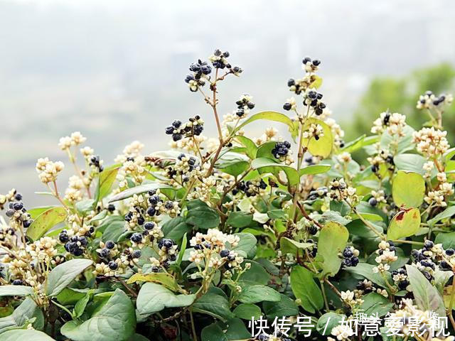 农村|曾经农村娃摘来解馋,形似木炭却用处大,遇到这种野草请多珍惜