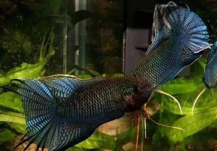 斗鱼把鱼鳍打烂了