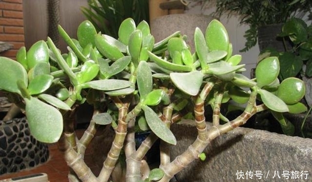 浇水|多肉徒长有妙招,既得新多肉,又得老桩!