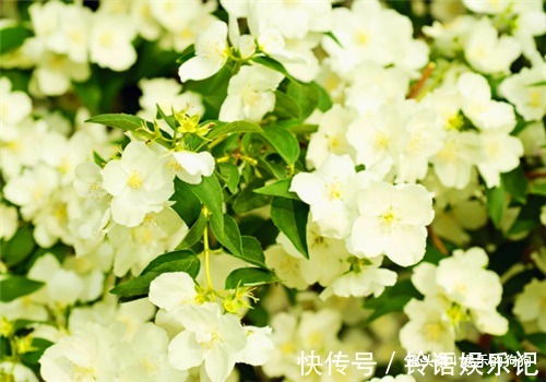 增强体质|女性想要身体好，常吃的食物，排出毒素，滋阴降火，增强体质