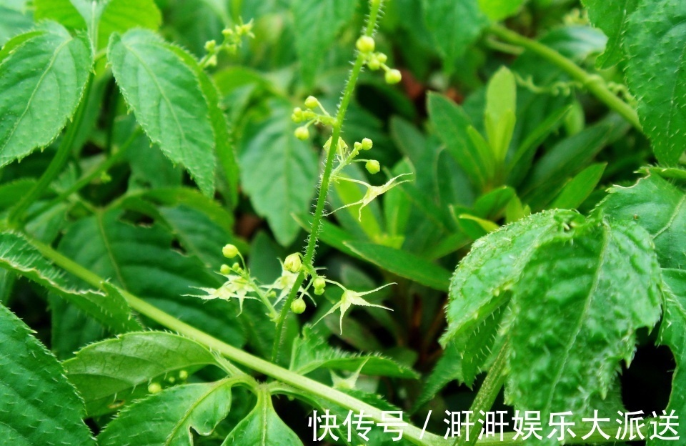 绞股蓝|这野草满身是刺,价值如同人参,人称“南方人参”,降压有好处