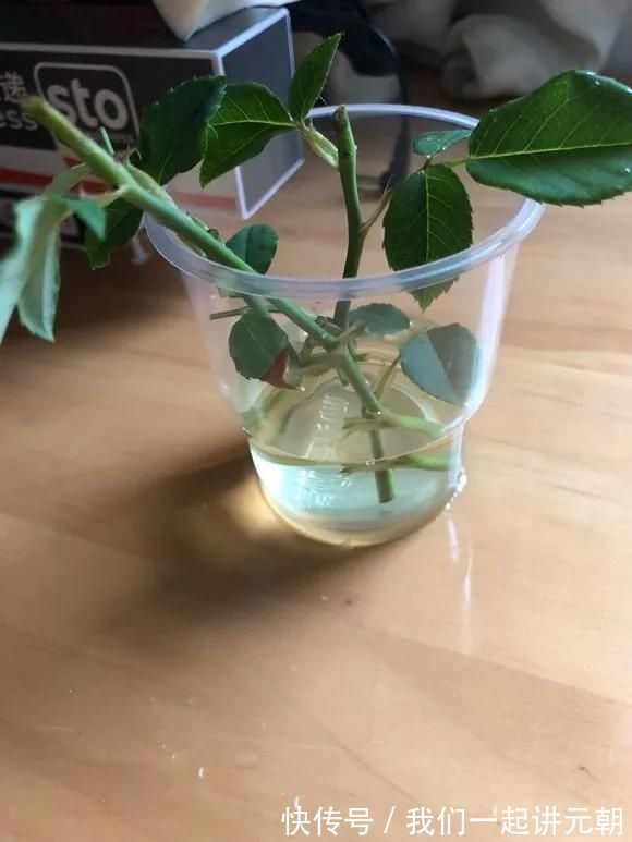 3种药片养花有“奇效”，浇水溶1片，叶绿根壮，比花肥厉害