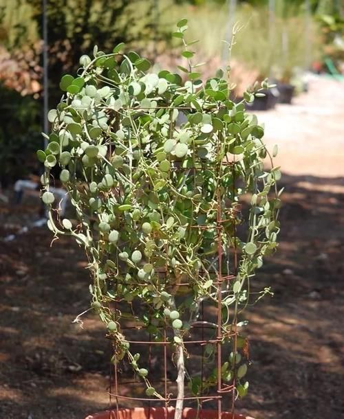 钱串景天|5种长相稀奇的多肉,养小花盆里照旧开花,可养很多年