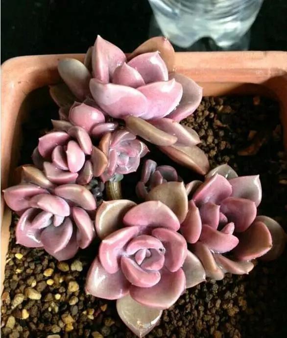 橡皮树|君子兰肥到流油,长寿花开不断,原来他用了这个小方法!