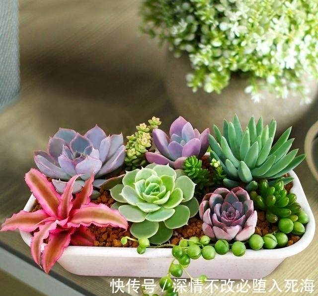 多肉冬天如果还浇水,还施肥,还受冻,那就等着叶片烂光光