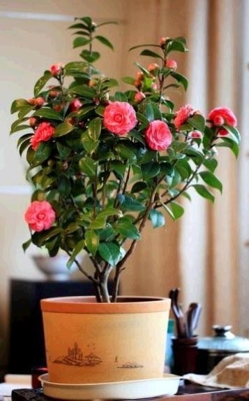 “不怕寒”的3种花,只在冷天开,越冷花越“艳”,冬季养最合适