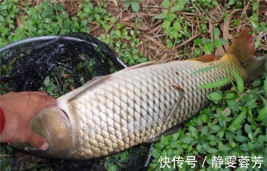 曲酒|野钓秘方窝料、饵料配方大揭秘，可以让你的鱼获翻倍哦