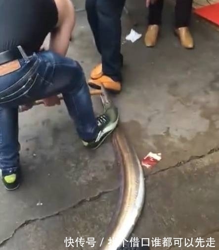 男子|男子钓到一条大鱼,刚带回家就从桶里跑出来了,下一秒马上悲剧了