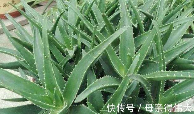 爆盆|养芦荟记住1点,新手也能养爆盆