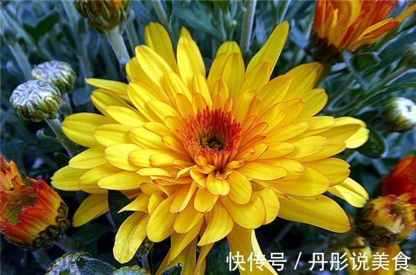 清肠排毒|想长寿得会吃，常吃以下3种食物，降压健脾，活血清热，早吃早好