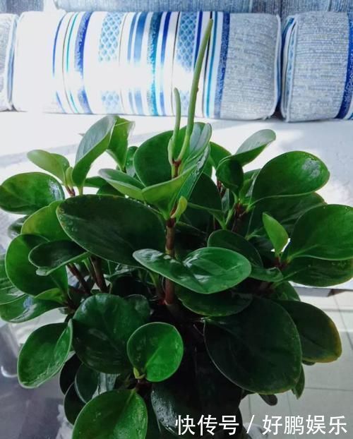 4种不同风格的花,谁见了都爱养,各有各的气质