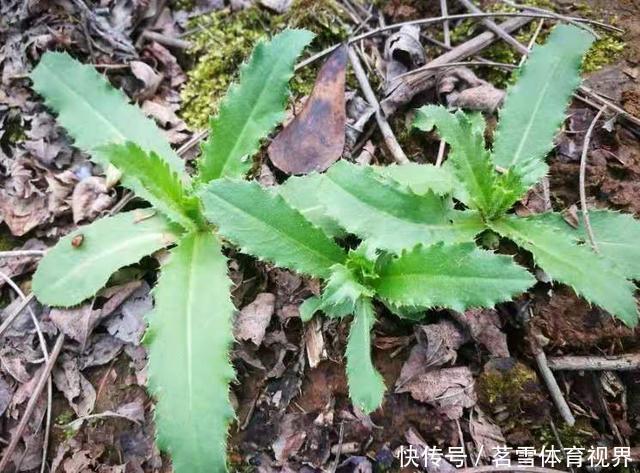 春天,野生“刺儿草”全身是宝,分享好吃做法,常食用好处多多