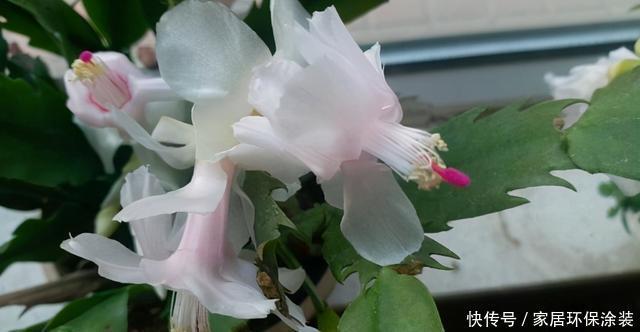 开花|蟹爪兰迟迟不肯开花,遇到这种情况,这几点需要格外注意