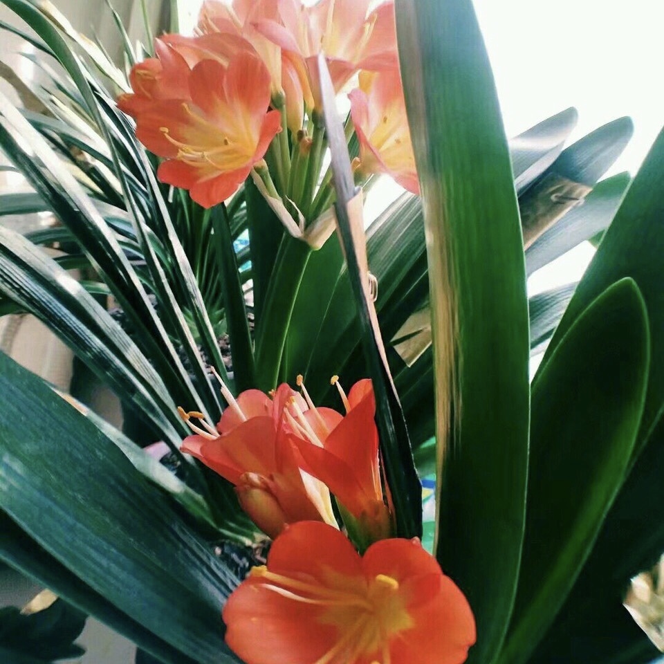 教你自制2种“生根水”,养花浇盆里,嗖嗖长爆盆,啥花都好用