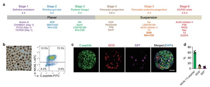 分化|TAA Medical统恩专家告知,糖尿病患者福音来了,干细胞可治疗糖尿病