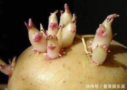 土豆|2類蔬菜發(fā)芽后吃,不僅沒毒,而且營養(yǎng)價值翻倍