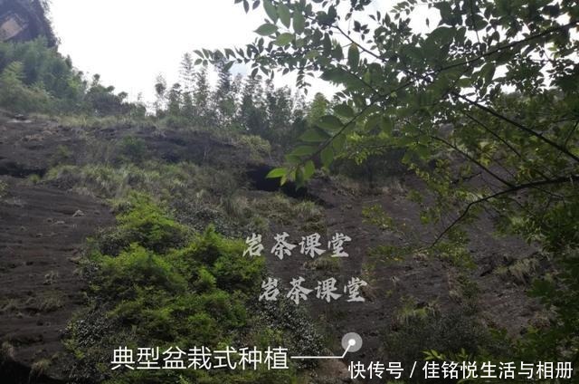 大红袍|武夷岩茶秘辛,三百多年的母树大红袍,为什么长不成参天大树