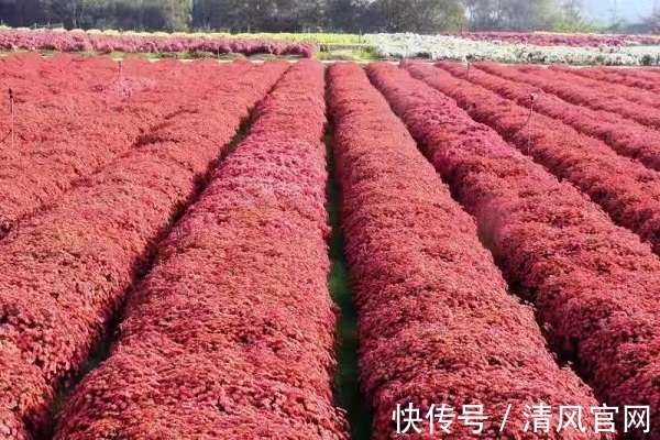 桃林镇|继“钓旅”、“竹旅”、“茶旅”之后 “菊旅”成为临湘休闲旅游产业的新名片