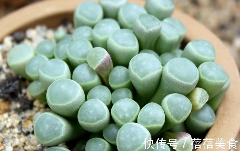 多肉植物这样的环境养护才能快速服盆,别傻傻的再犯错了