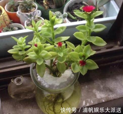 爆盆|家中养一盆这种“吊兰”,一个修剪技巧,长爆盆,朵朵红花开不停