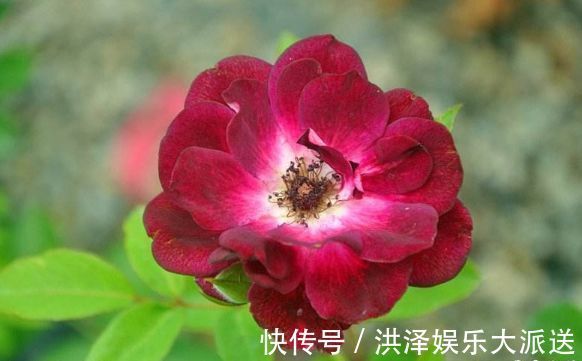 盆栽|喜欢养菊不如养盆“葡萄冰山”,株型饱满,花大色艳,适合盆栽养