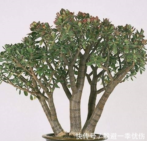 丑女人|老爸养的玉树盆栽丑到没人要，只需这样整个形，叶片肥厚青翠欲滴