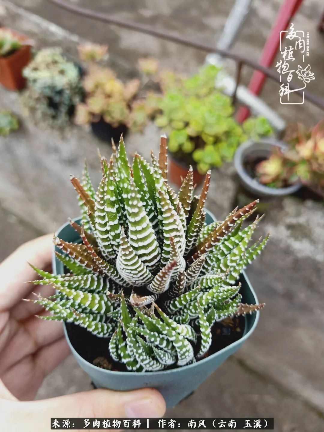 从小喜欢绿植，后来遇见多肉，情不知所起，那就再接再厉！