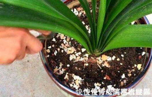 这3种“垃圾”别扔,丢在花盆里,花卉跟“打鸡血”一样蹭蹭长