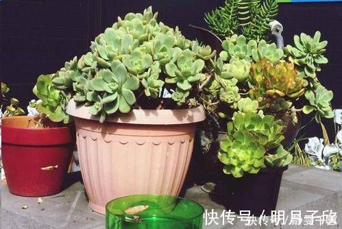 给花换盆后,3件事不能做,不然难服盆,还长不好