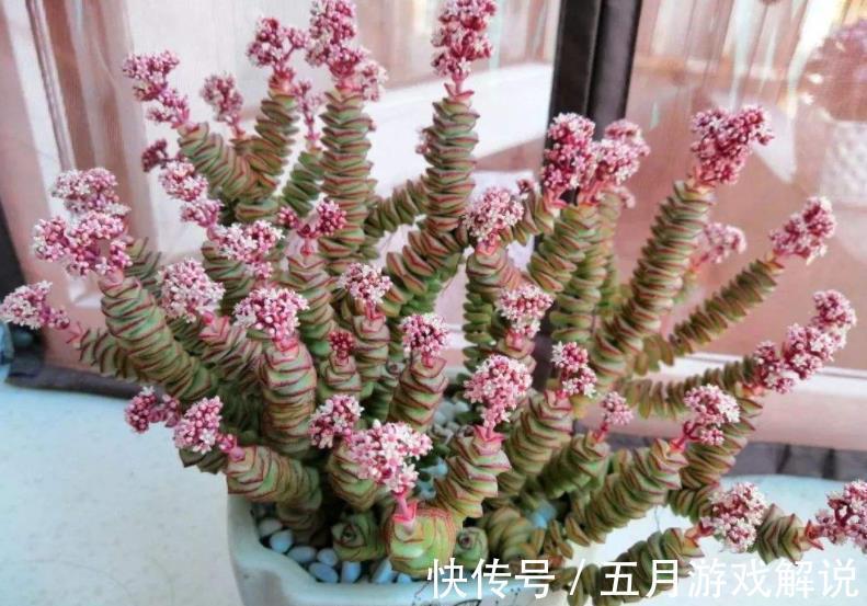 冬天养了4种漂亮多肉,保暖工作做到位,安全过冬上色美