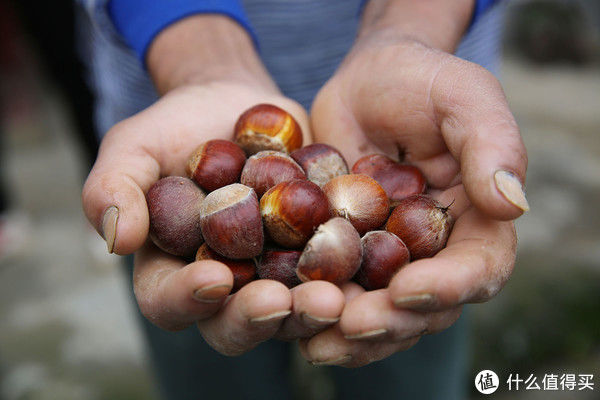 又到了吃板栗的季节，教你自己在家炒，经济实惠，想吃多少吃多少