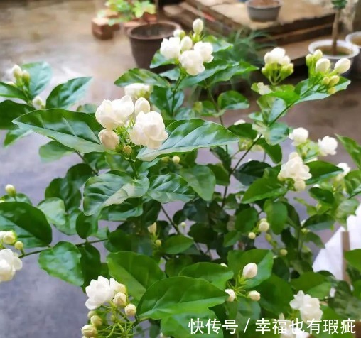 钙镁肥料|开花植物没香味关键原因有2点，给它做充足，只要开花满屋飘香