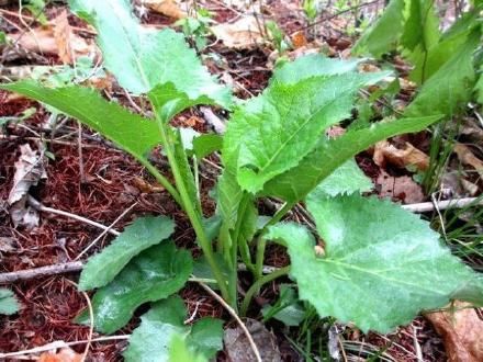 春季踏青 路邊的野菜不要隨便吃