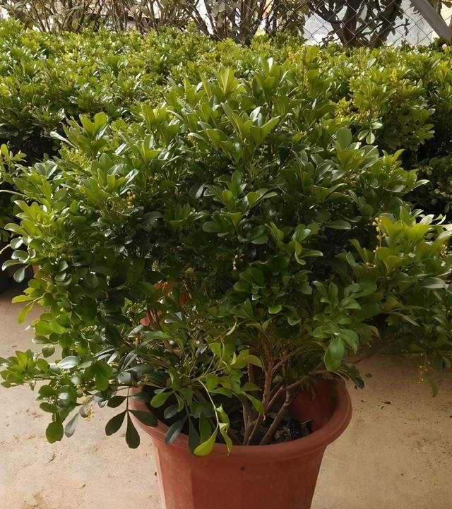 不错|米兰盛开时花香淡雅,叶子四季青翠,养护简单好打理