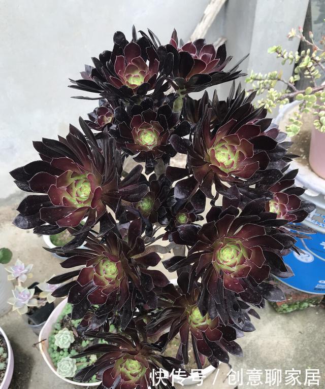 手捧花|养多肉法师,了解掌握5个要点,长成小老桩,好像手捧花