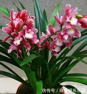 它被称为兰中香祖,一年开花4到6次,花大浓香,好养易开花
